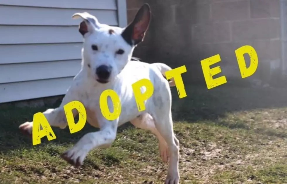 Sweet Submissive Puppy Up For Adoption In Utica/Rome