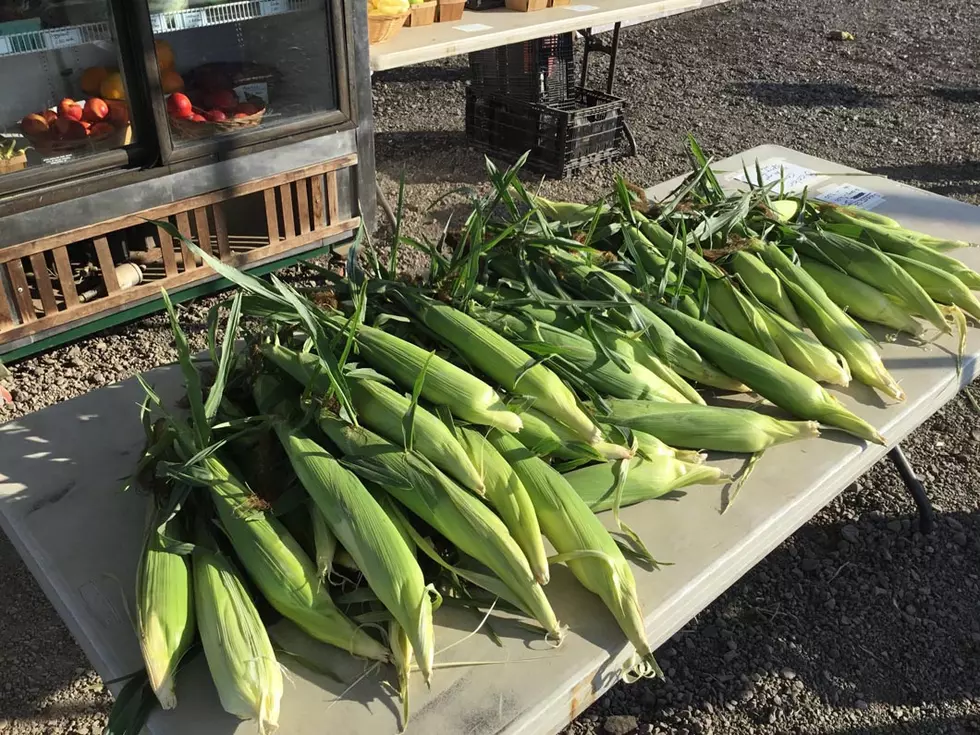 Farming Smarter: Wagner Farms Makes Stove Corn Advancements