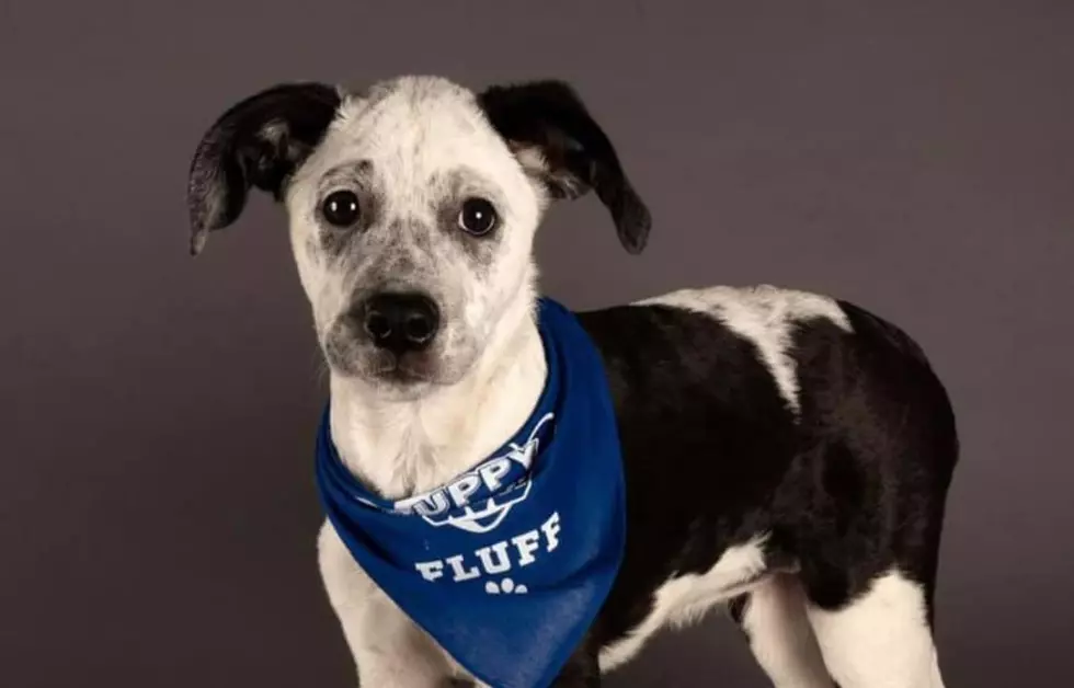 Utica Puppy Makes 'Team Fluff' in Puppy Bowl XVII
