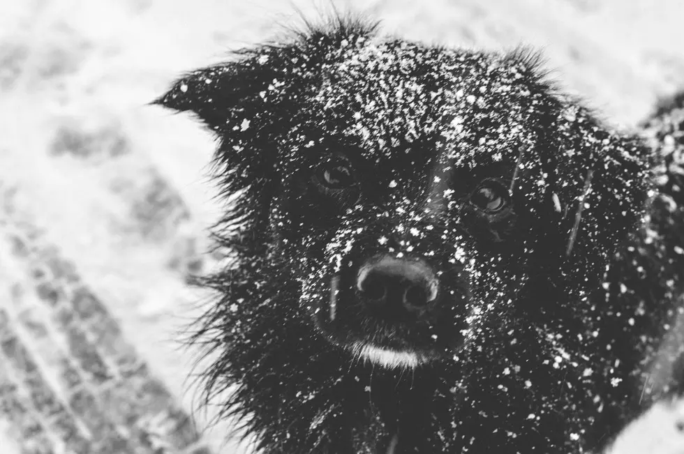 NYS Law Requires You To Protect Pets From Extreme Weather