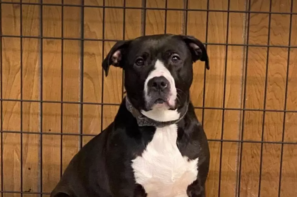 Scared And Nervous Roxy Needs A Forever Home In Utica Area