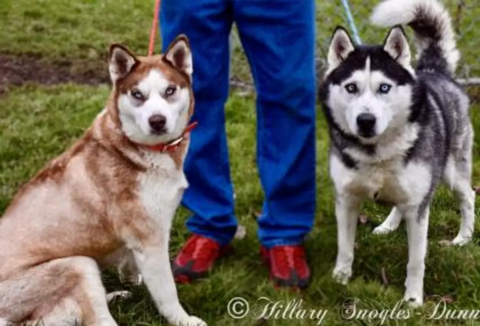 Bonded Siberian Huskies Looking For Experienced Owner In Utica/Rome