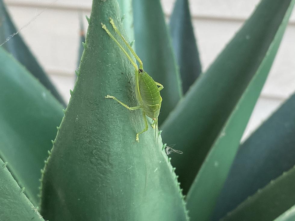 Quick Question, What Is This Odd Little Green Bug Found In Marcy?