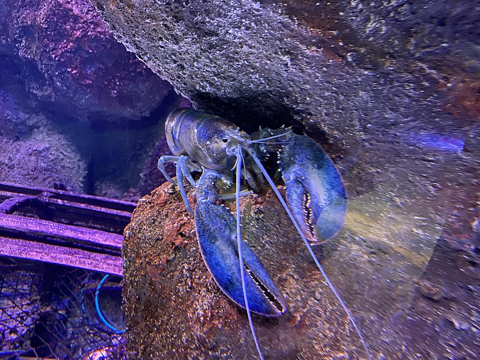 Incredibly Rare Blue Lobster Rescued From Certain Death Now Living in Aquarium in New York