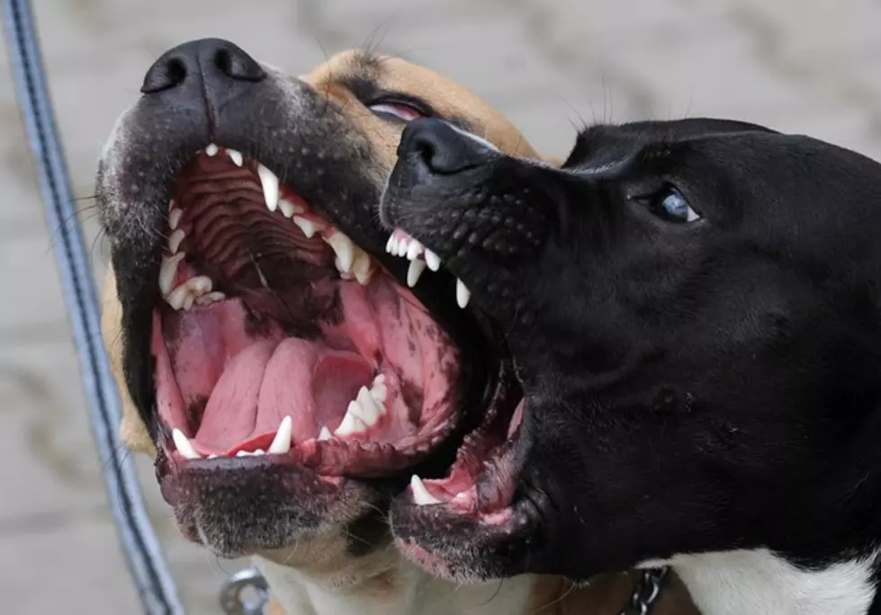 Should Grand Rapids Adopt Law Branding Pit Bulls as “Dangerous Dogs”