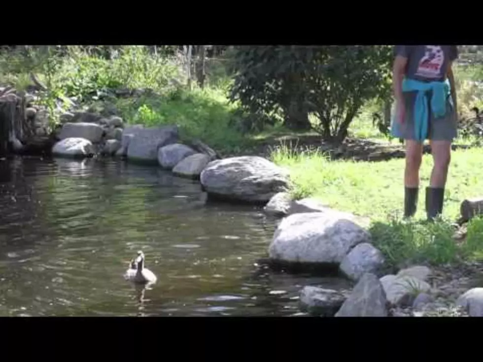 Neglected Ducks See Water For The First Time [FBHW]