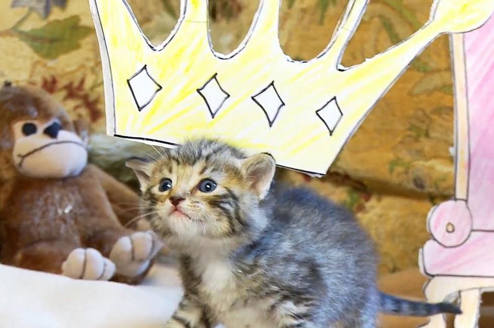 ‘The Lion King’ Re-enacted by Kittens [Video]