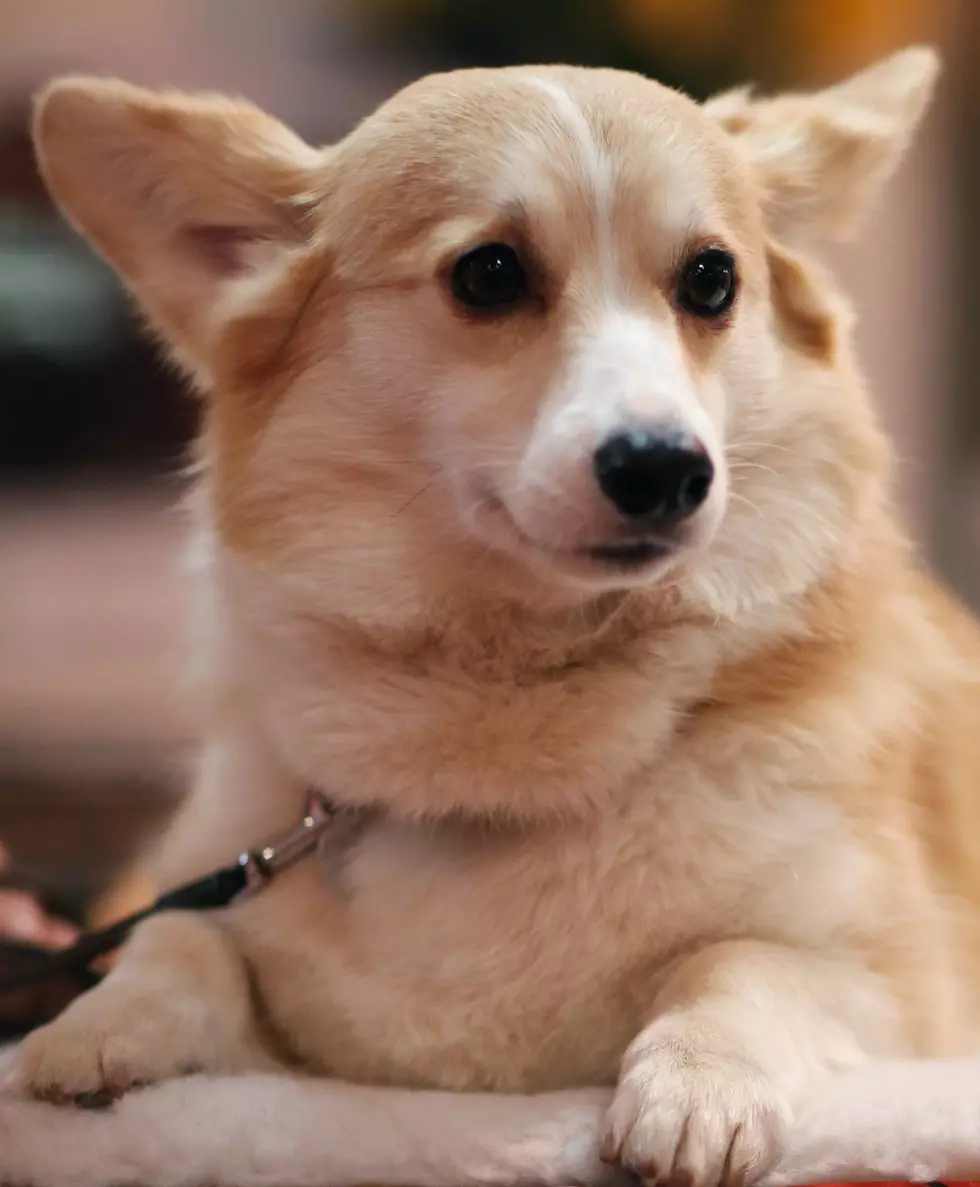 Free Beer &#038; Hot Wings: Corgi Loves Cleaning Supplies; Causes Home Disaster [Video]