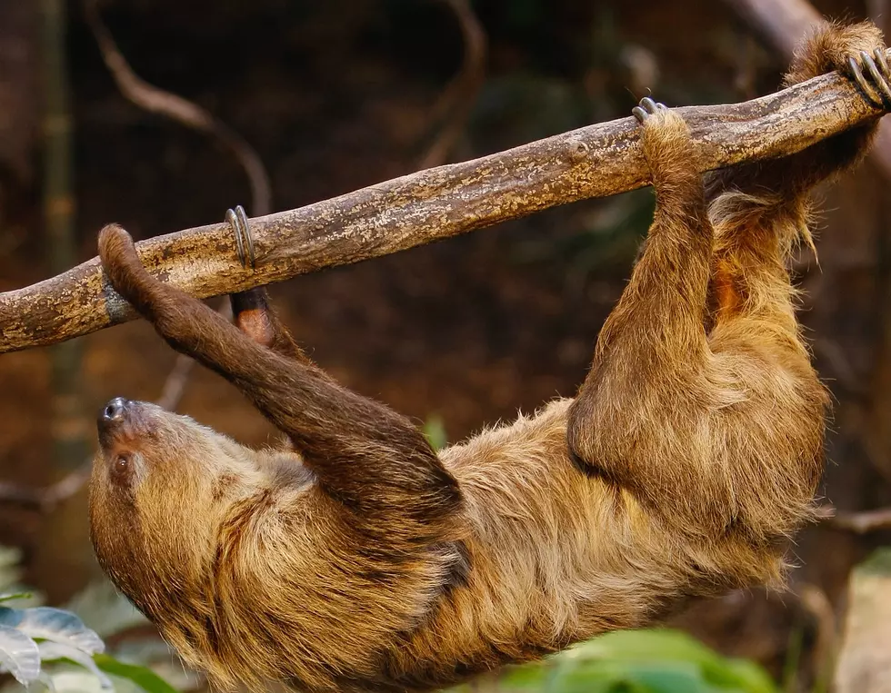 Free Beer &#038; Hot Wings: Squeaking Baby Sloths Are New Cutest Thing Ever [Video]