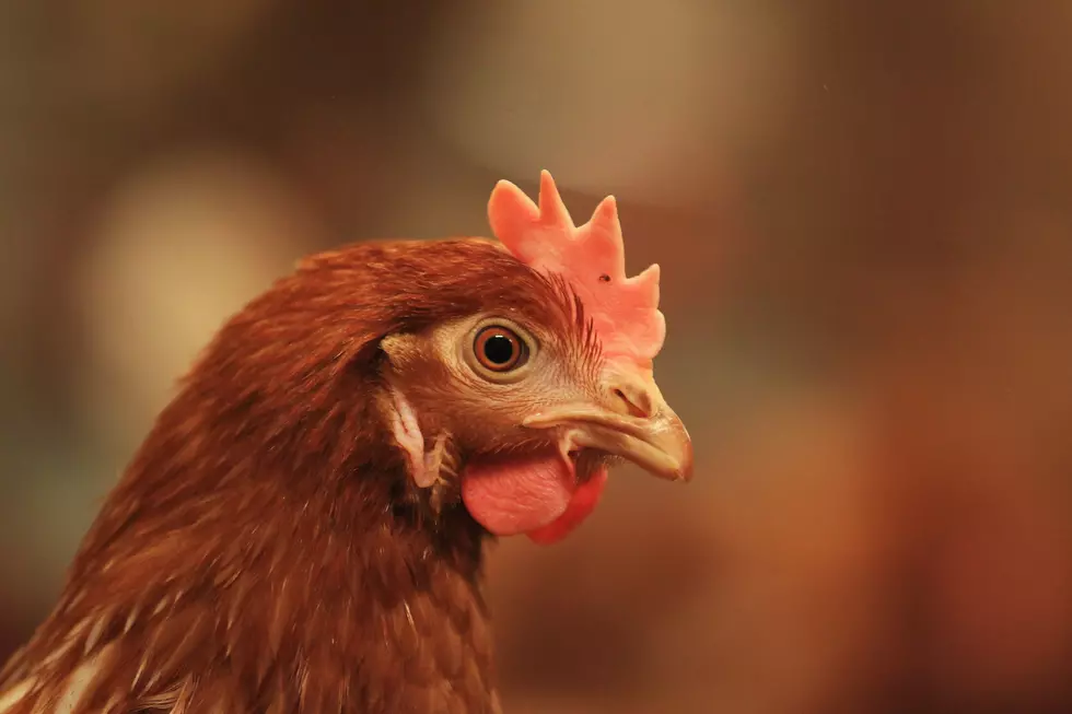The End of Chinese Chicken Ban is Good News for Louisiana