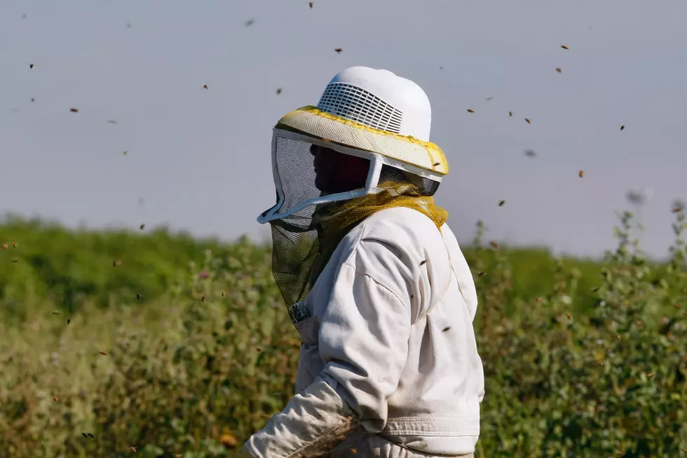 Free Beer &#038; Hot Wings: Truck Hauling 20 Million Bees Overturns on I-95 [Video]