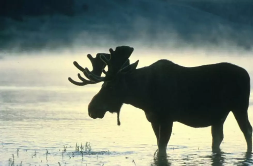 Grand Mesa Moose Day is July 25