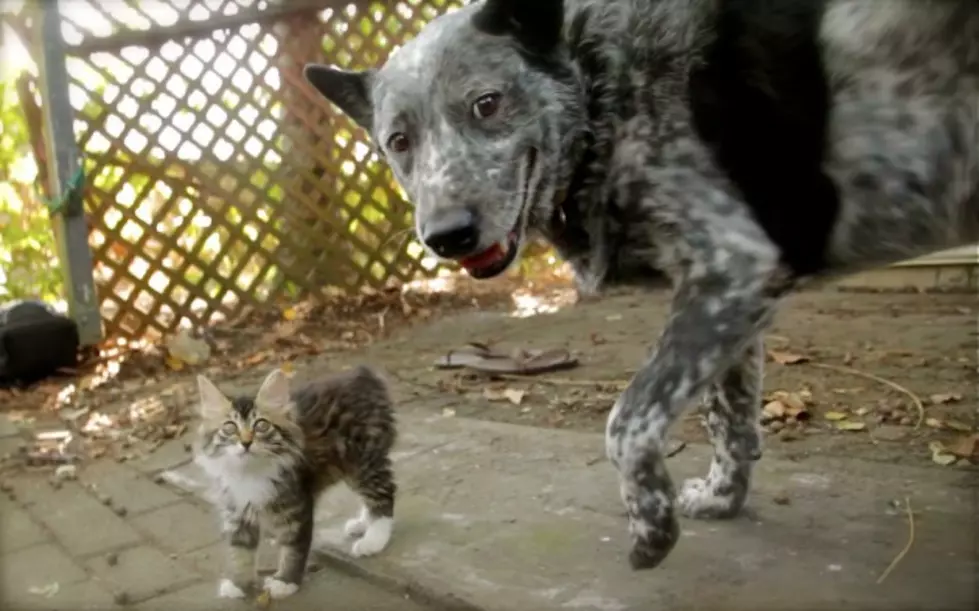 Cattle Dog and Disabled Kitten Are Best Friends [Video]