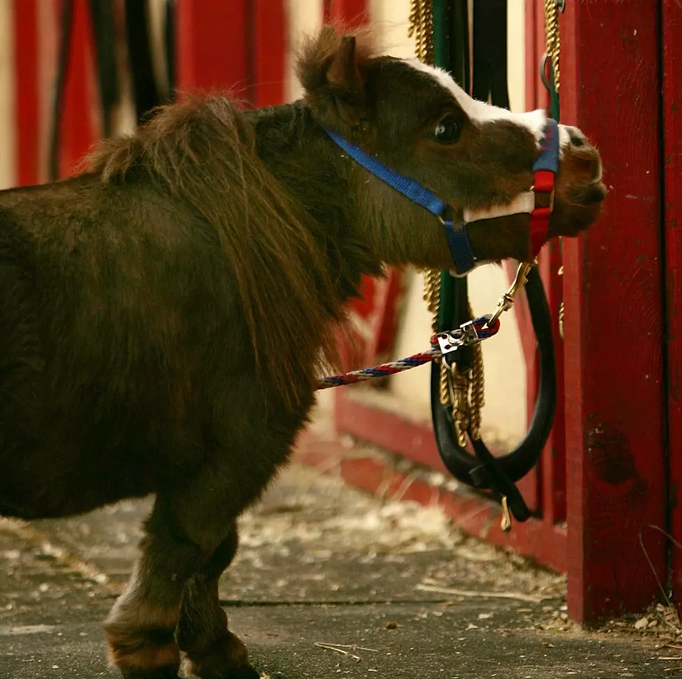 Free Beer & Hot Wings: Tiny Horse Gets Stuck in Tiny Sinkhole in Tiny Massachusetts Town [Video]