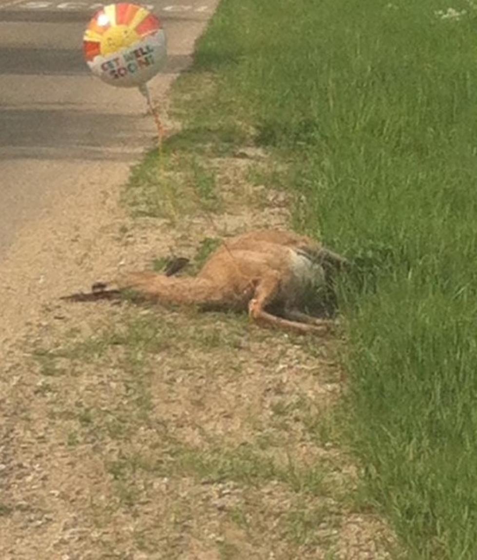 Roadkill Gets &#8216;Get Well Soon&#8217; Balloon