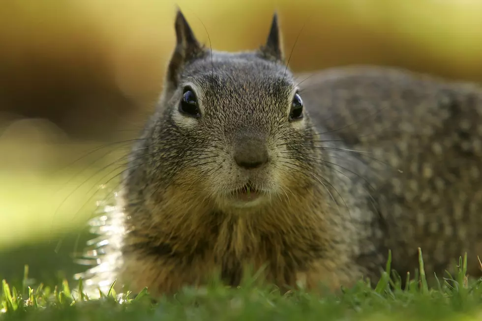 Marky Mark the Squirrel Comes When His Rescuer Calls [Video]