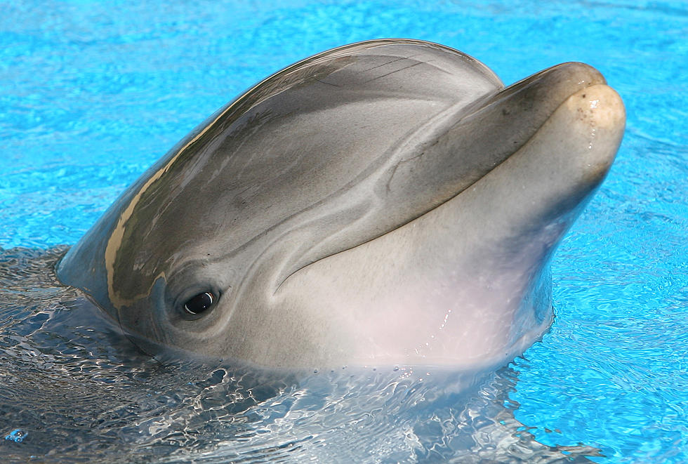 Free Beer & Hot Wings: This Woman Really Enjoyed Working with Dolphins [Video]