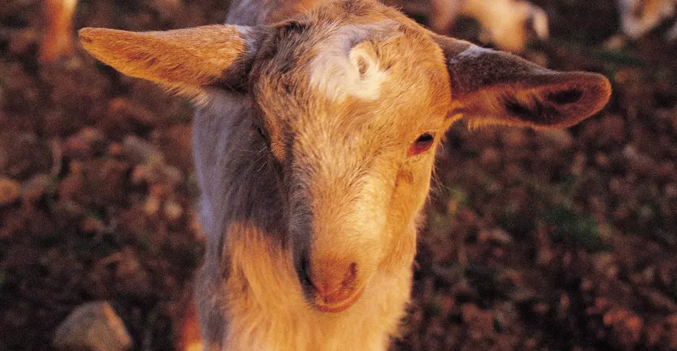 Free Beer & Hot Wings: Don’t Call This Goat a Wimp! [Video]