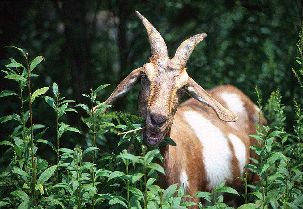 Free Beer & Hot Wings: Goat Tries Desperately to Climb Inside Bean Bag [Video]