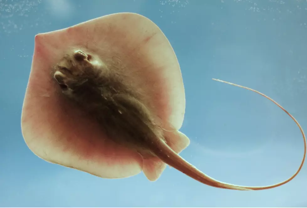 Guy Catches Stingray; It Starts Shooting Out Babies [Video]
