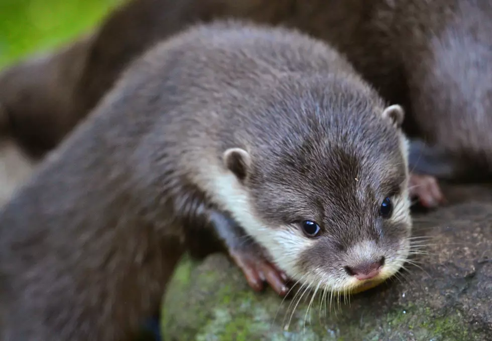 Free Beer & Hot Wings: This Baby Otter Makes Adorable Noises [Video]