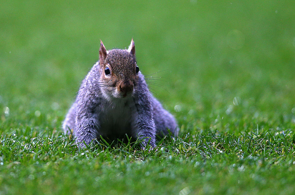 Free Beer & Hot Wings: Squirrel Steals GoPro Camera, Takes It Up a Tree, Drops It [Video]