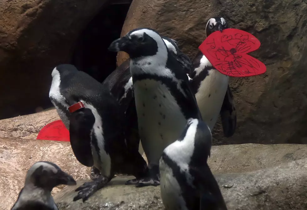 Here&#8217;s Some Uncensored Seal-On-Penguin Action [Video]