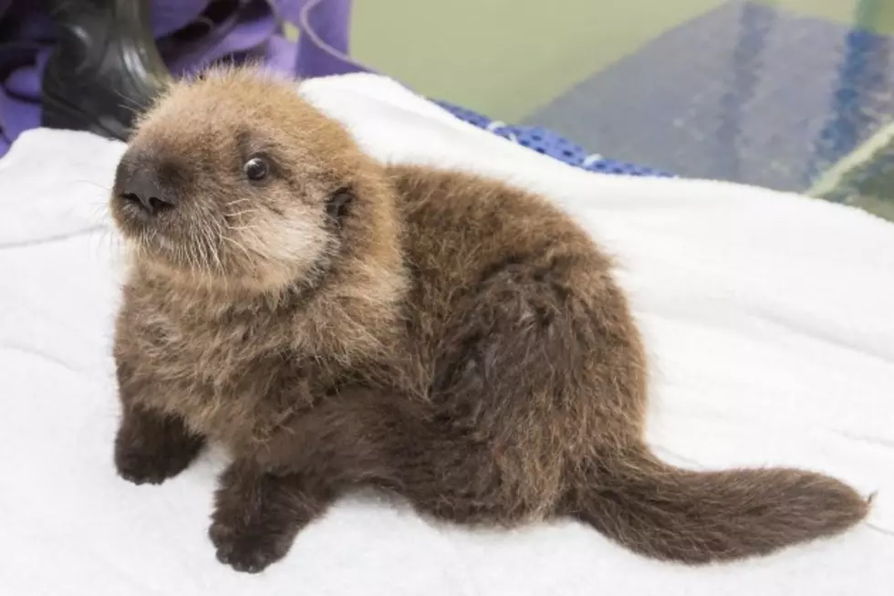 Free Beer &#038; Hot Wings: Orphan Sea Otter Pup Might Be Cutest Thing Ever [Video]