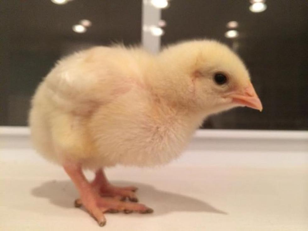 Creep Mails 15 Baby Chicks to Ex-Girlfriend in Awful Prank