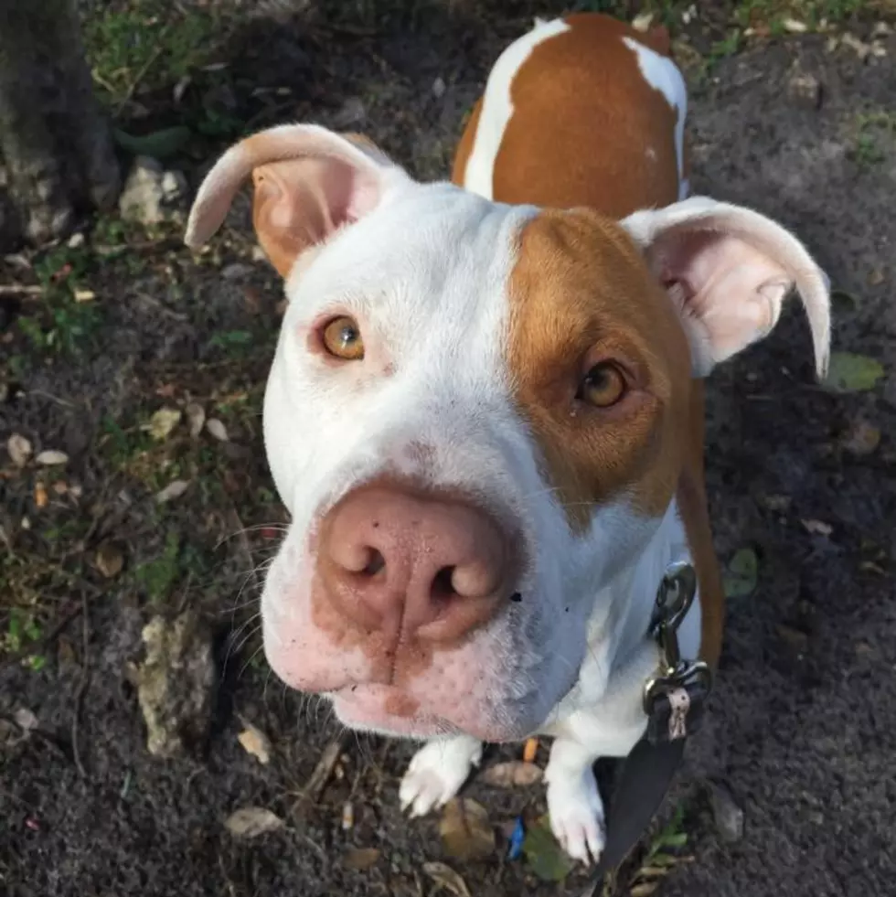 Free Beer &#038; Hot Wings: This Dog Really Wants to Be a Meteorologist [Video]