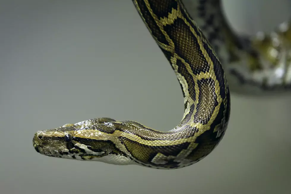 Father Lets Toddler Play with Family Pet, a Burmese Python [Video]