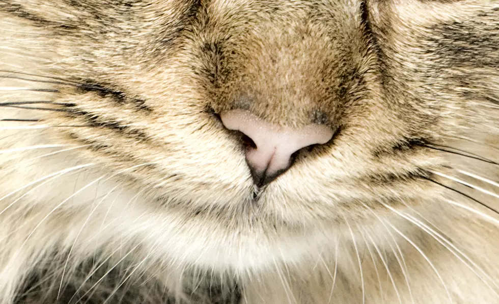 Scientists Have Created New Music Specifically For Cats [Audio]
