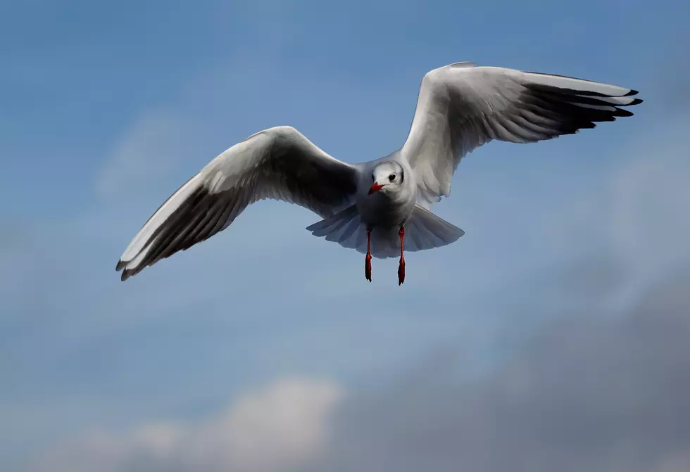 Man Snatches Seagull Out of Air with Bare Hands [Video]