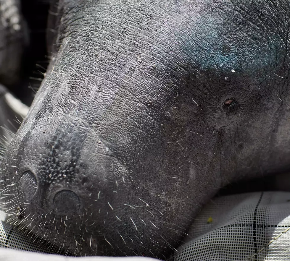 Manatees Rescued From Storm Drain In Florida [Video]