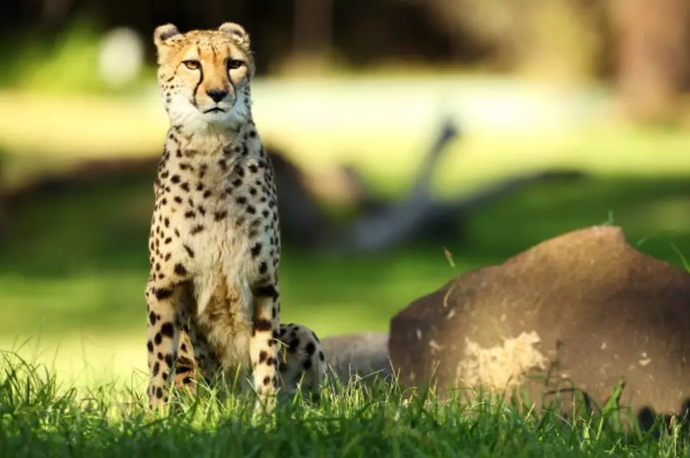 Two-Year-Old Falls into Cheetah Exhibit at Cleveland Zoo [FBHW]