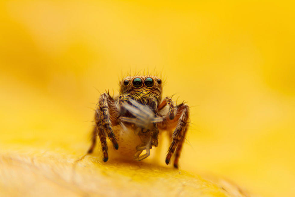 This Is What Happens When You Squash A Pregnant Spider [Video]
