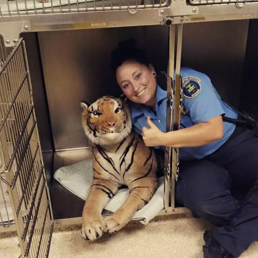Stuffed Tiger in Grand Rapids&#8217; Yard Prompts Call to Animal Control
