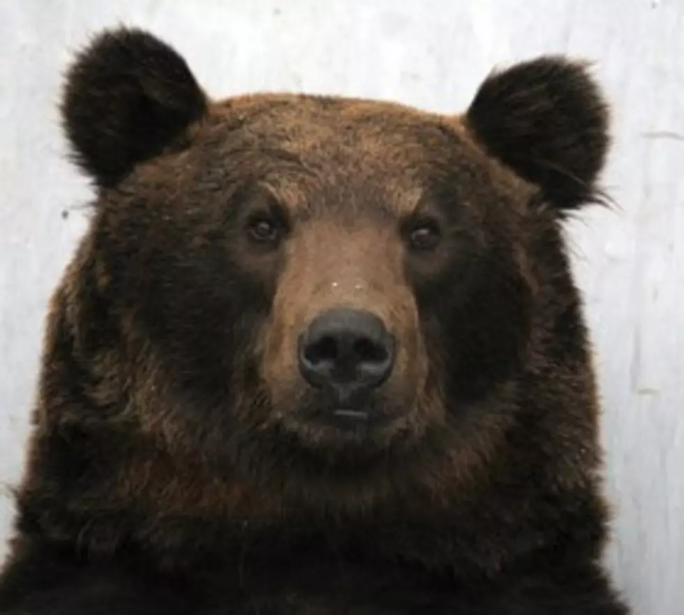 Feisty Old Man Punches a Bear in the Face [Video]