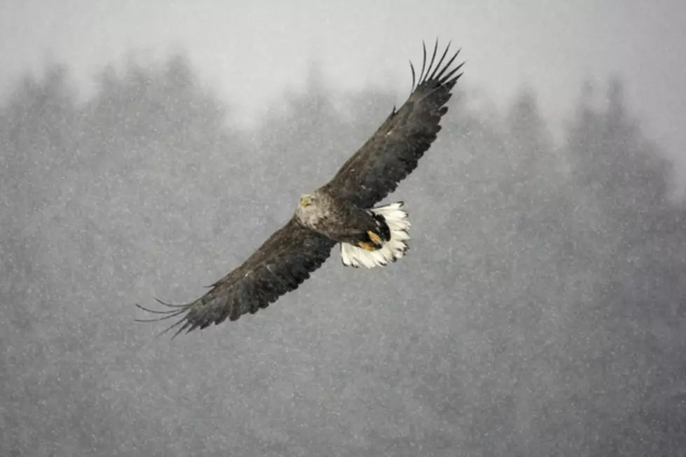 Authorities in Michigan Looking for Answers After Bald Eagle is Fatally Shot