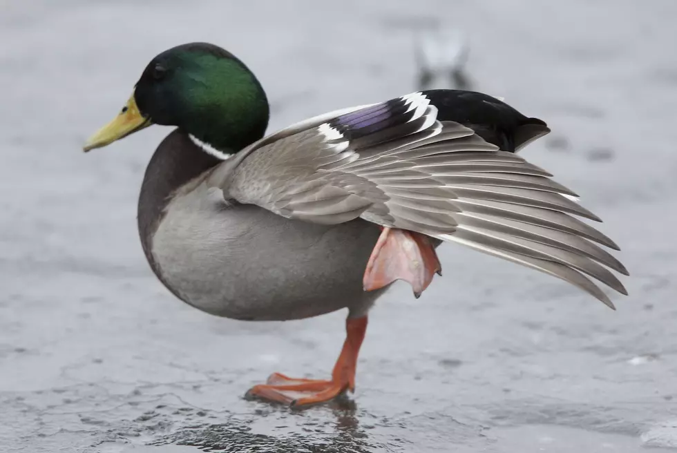 This Pet Duck Is Thrilled To See His Owner [Video]