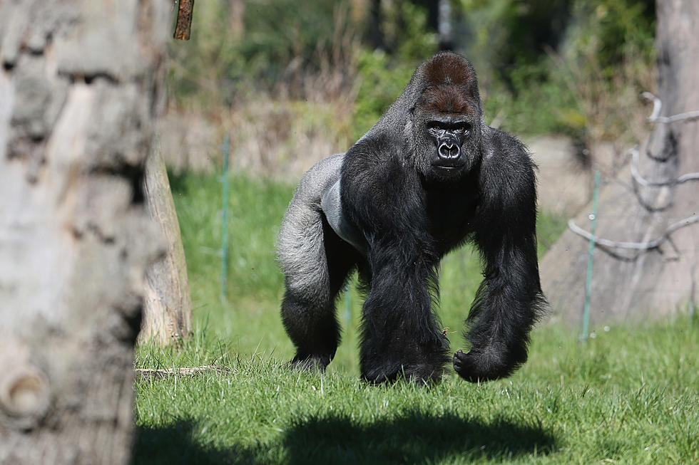 Japanese Women Are Falling in Love With a Handsome Gorilla at a Zoo [Photos]
