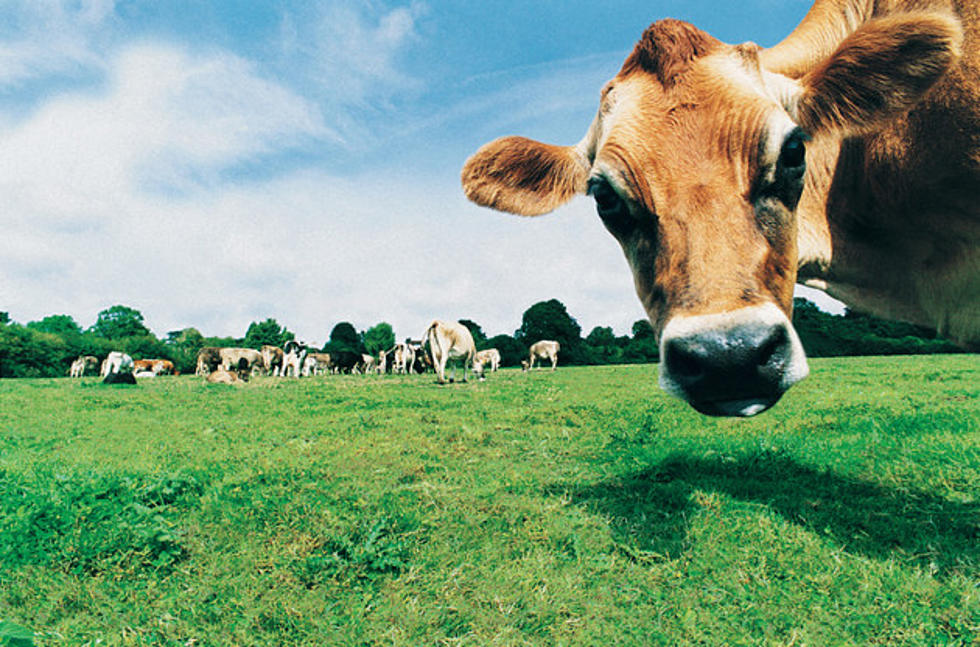 Watch These Cows Attempt to Bone During a Live TV Report [Video]