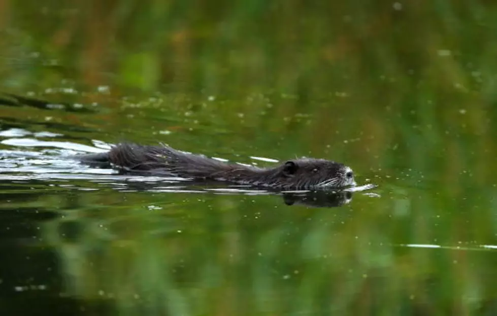 Beaver Attacks a Man While He’s Swimming [Video]