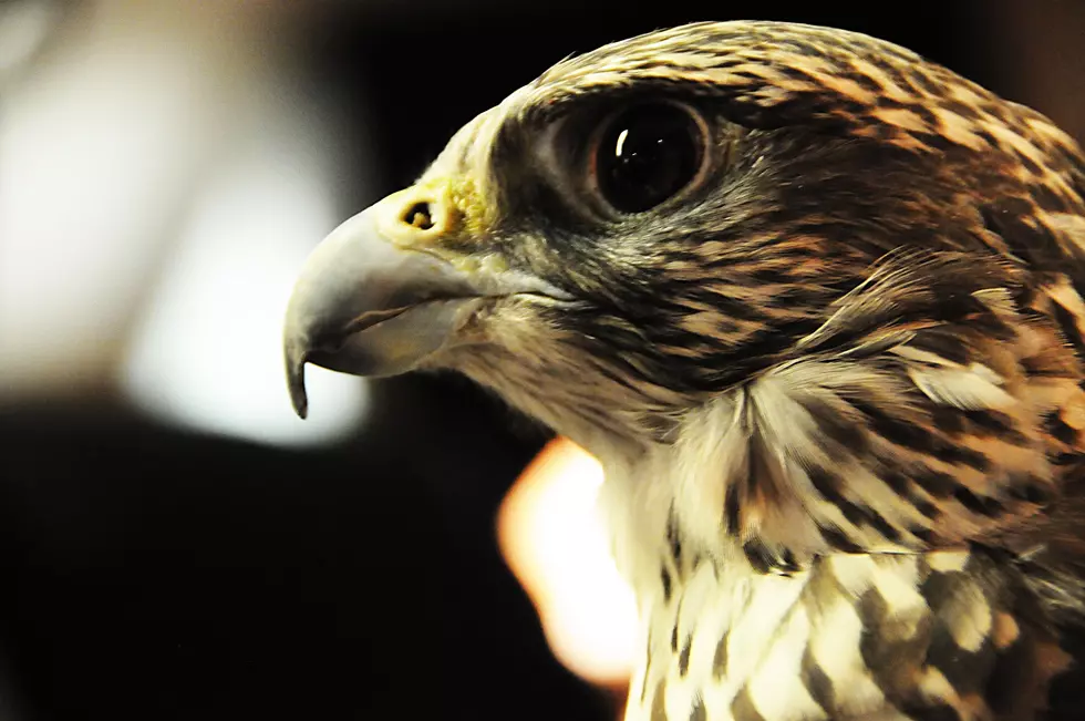 This Falcon Was on a Kamizake Mission [Video]