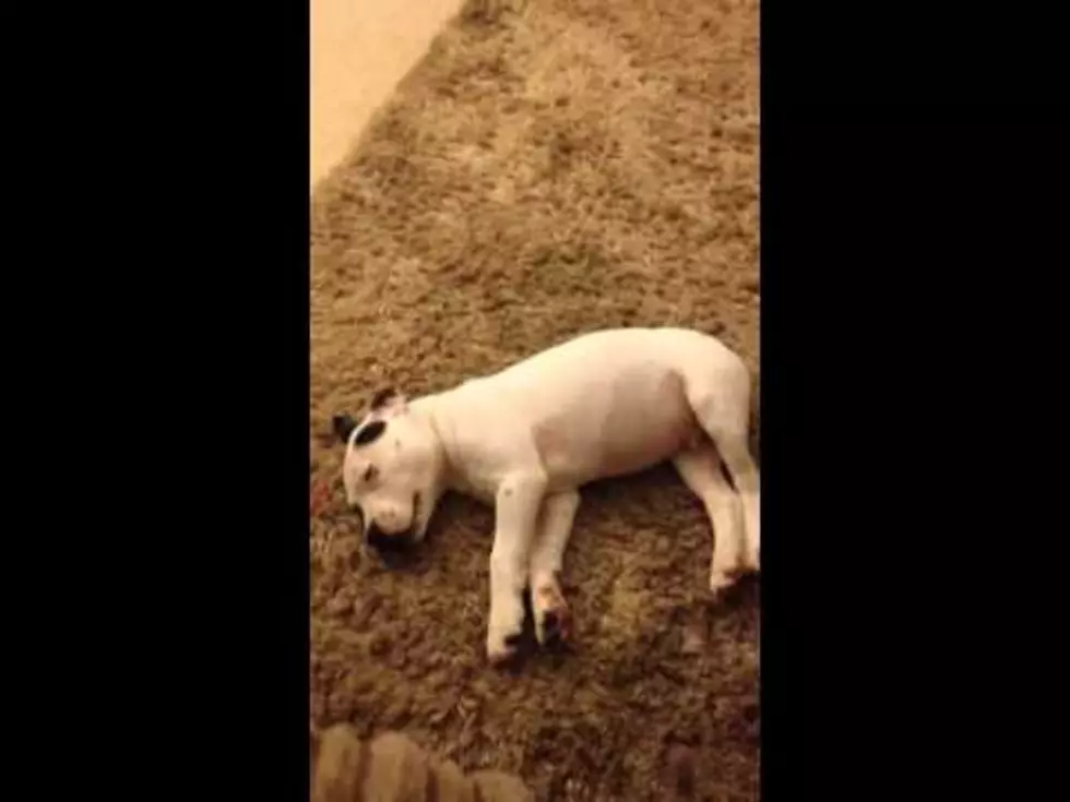 Adorable Little Dog Is Scared By His Own Fart [Video]