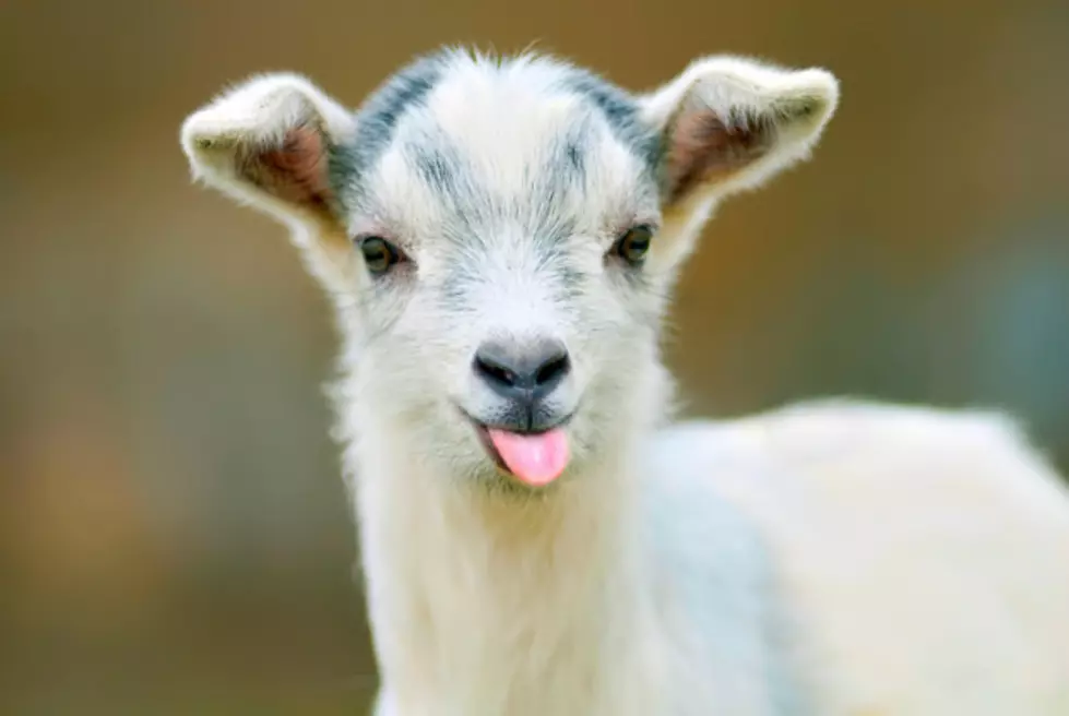 Gus Gus the Baby Goat Was Stolen From the Arizona State Fair! [Video]