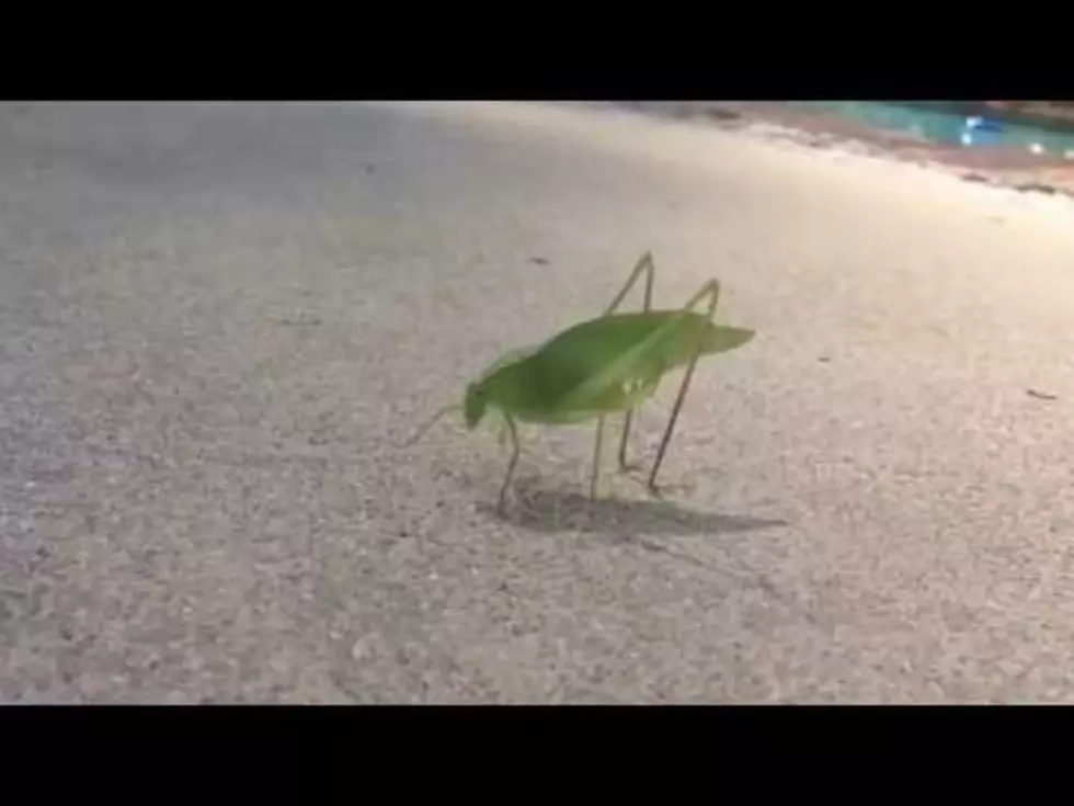 Leaf Bug Pooping is the Weirdest Thing You&#8217;ll See Today [Video]