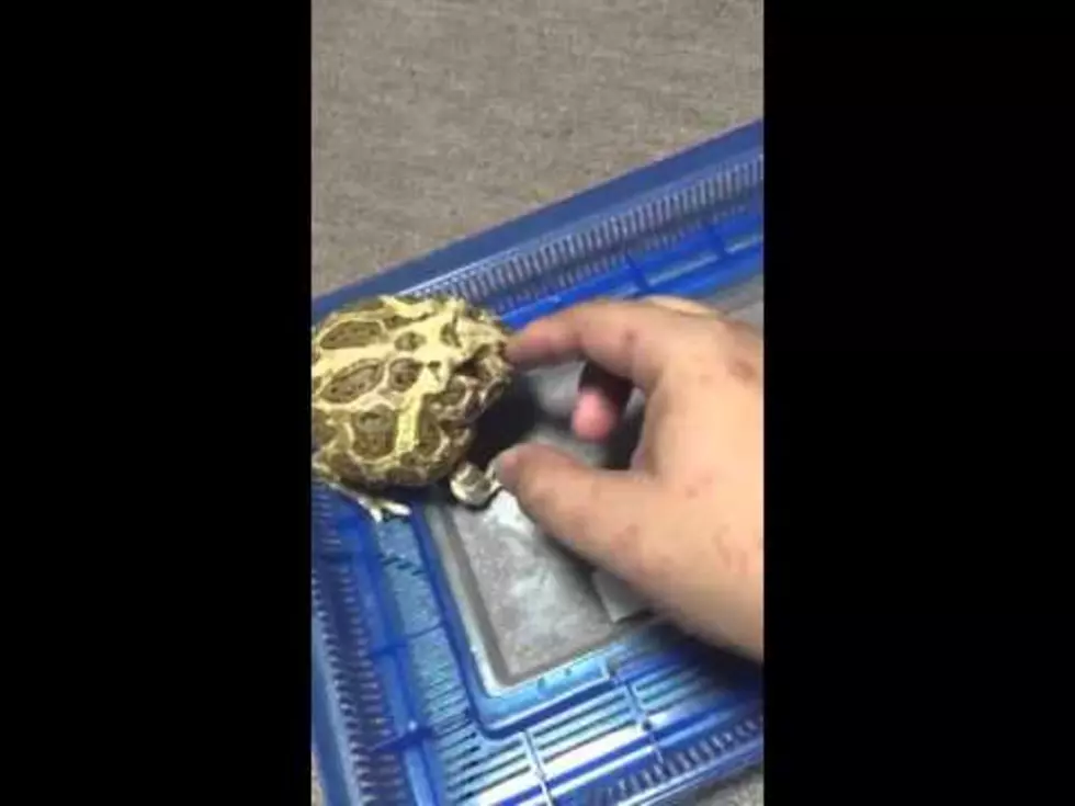This Angry Frog Sure is Adorable [Video]