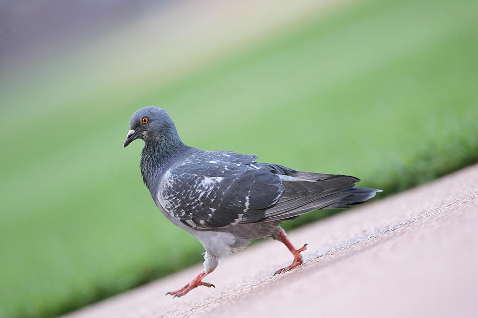 An Irish Politician Named ‘Pidgeon’ Literally Caught A Pigeon During A Meeting