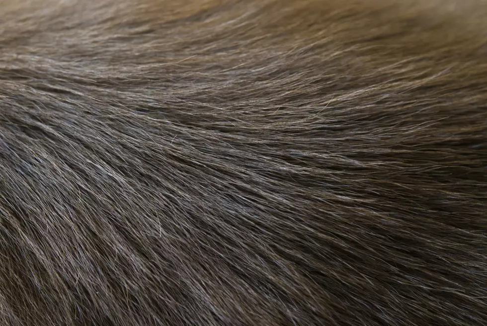 All This Woman Wanted Was Her Dead Dog&#8217;s Fur Turned Into a Hat [Video]